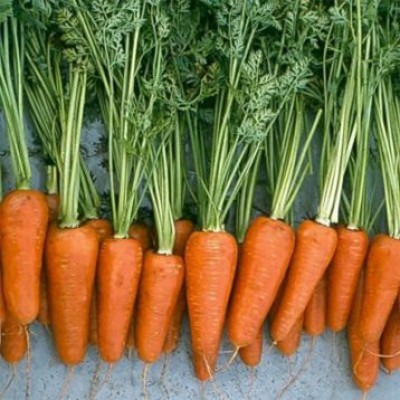 Семена моркови Ред Кор F1 (0,5 кг), Libra Seeds (Erste Zaden)